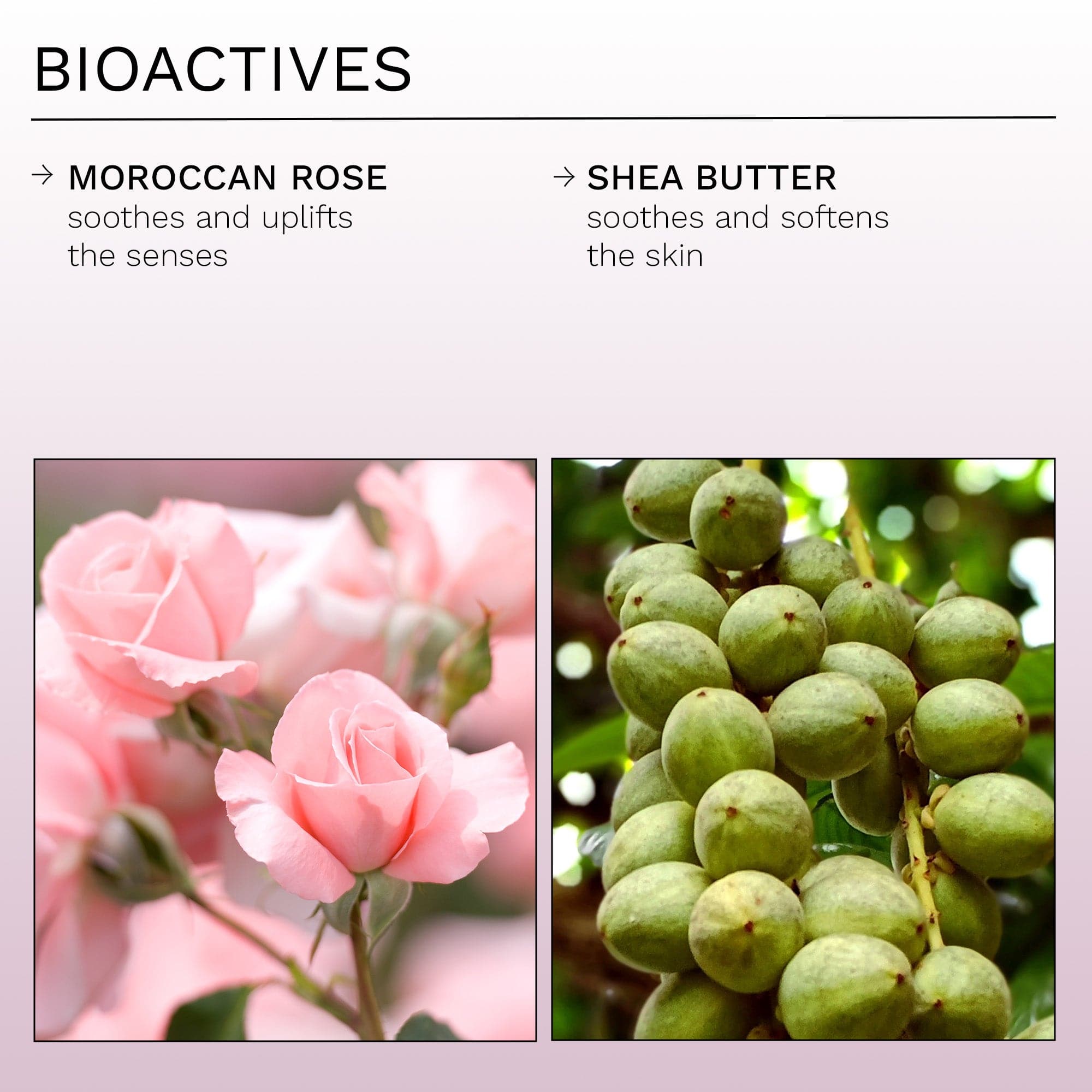 MoroccanRose_BodyDuo_PDP_Bioactives.jpg