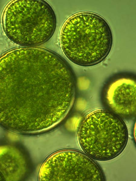 Beta Carotene (from Green Algae)